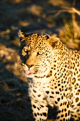 Leopard (Panthera pardus), Tierportrait