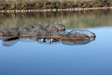 Des oiseaux de la réserve naturelle de Oupeye