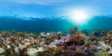 Fototapeta na wymiar 360 of many cuttlefish fighting to mate