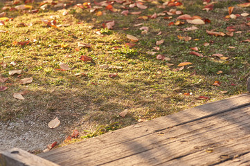 Bridge and grass