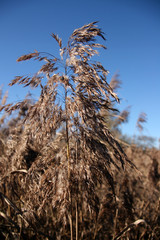 Un peu de calme dans ce monde de brute