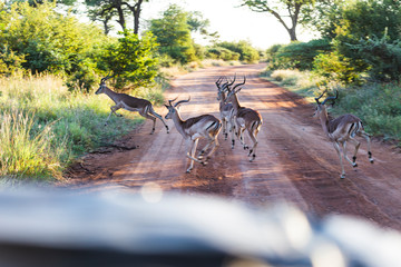 Antilope, Kruger nationalpark