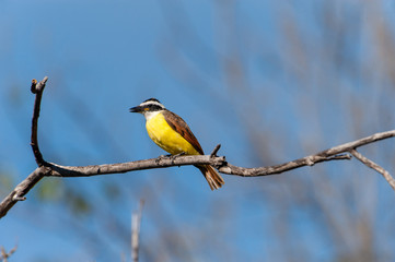 Naklejka premium Great Kiskadee (Pitangus sulphuratus) San Juan Cosala, Jalisco, Mexico