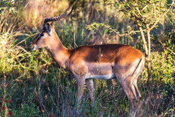 Antilope, Kruger nationalpark