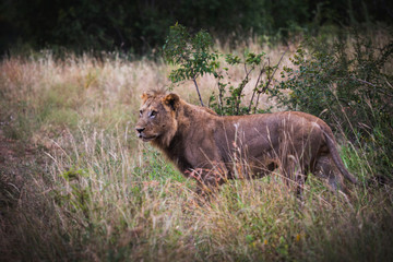 Löwe, Kruger nationalpark