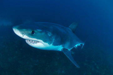 Great White shark swims