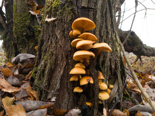 winter mushrooms on a tree, November landscape, Russia.