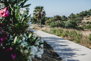 Obraz premium The mediterranean landscape with palm trees. Casares. Andalusia. Spain.