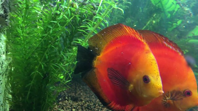 Diskusfische mit Nachwuchs, Nachwuchs frisst von der Haut der Diskuseltern 