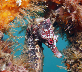Framed portrait of a seahorse underwater
