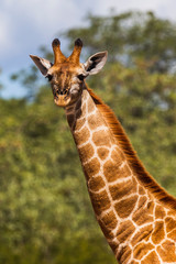 Giraffe, Kruger-Nationalpark