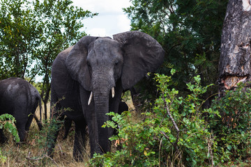 Elefant,kruger nationalpark