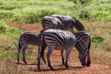 Zebras, kruger nationalpark