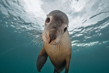 Portrait of seal