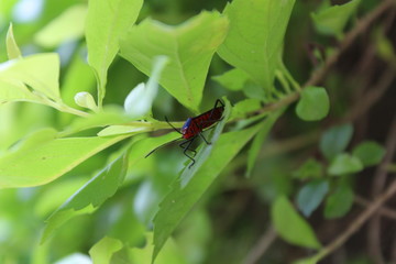 Fototapeta premium Greenbug