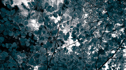 Branches of autumnal trees as nature background.