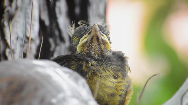 Sleepy baby bird sleeping with just one eye closed and the other eye opened. Rufous-bellied Thrush. Turdus Rufiventris; Sabia Laranjeira.