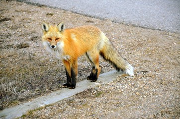 Curious Red Fox