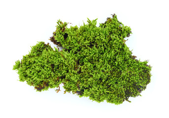 mosses isolated on white background