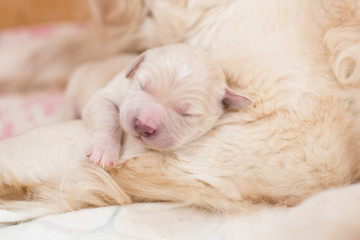 Portrait of cute Sleeping white newborn puppy of golden retriever