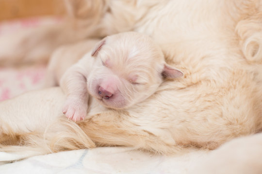 Portrait of cute Sleeping white newborn puppy of golden retriever