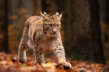 Amazing cute young lynx cub in autumn wet forest. Beautiful, endangered animal species. Unusual sight. Lovely mammal. Rare sight, very precious, gorgeous animal.