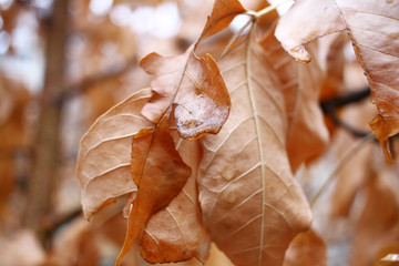 autumn leaves on a tree