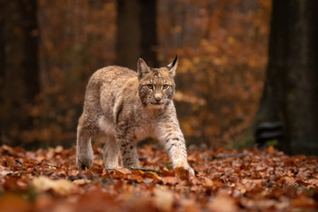 Obraz premium Amazing cute young lynx cub in autumn wet forest. Beautiful, endangered animal species. Unusual sight. Lovely mammal. Rare sight, very precious, gorgeous animal.