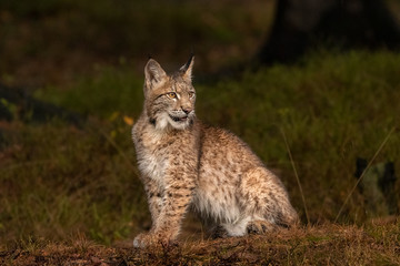 Naklejka na ściany i meble Amazing cute young lynx cub in autumn wet forest. Beautiful, endangered animal species. Unusual sight. Lovely mammal. Rare sight, very precious, gorgeous animal.