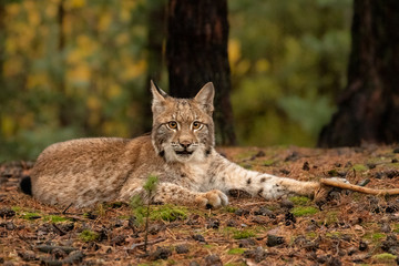 Amazing cute young lynx cub in autumn wet forest. Beautiful, endangered animal species. Unusual sight. Lovely mammal. Rare sight, very precious, gorgeous animal.