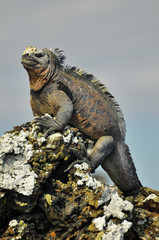 A marine Iguana