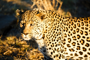 Leopard (Panthera pardus), Tierportrait, Blick in die Kamera
