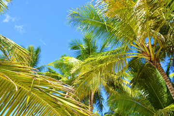 Fototapeta premium palm, tree, sky, tropical, coconut, beach, nature, blue, summer, trees, palm tree, green, palms, travel, sea, vacation, leaf, exotic, palm trees, island, blue sky, sun, plant, paradise, holiday