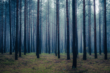 Forest in foggy morning somewhere in Masovia, Poland - 234302371