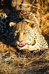 Leopard (Panthera pardus), liegt im Gras