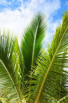 palm, tree, sky, tropical, coconut, beach, nature, blue, summer, trees, palm tree, green, palms, travel, sea, vacation, leaf, exotic, palm trees, island, blue sky, sun, plant, paradise, holiday