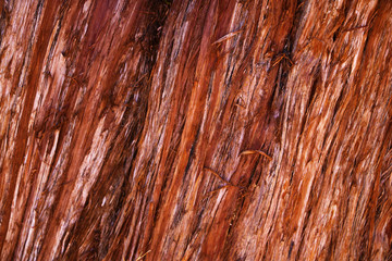 View of the red bright bark of a tree, background, texture.