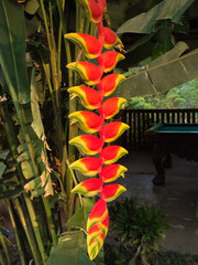 'Patuju Rostrata' or 'Common Lobster Claw' Heliconia plant growing in a tropical greenhouse environment in Bolivia