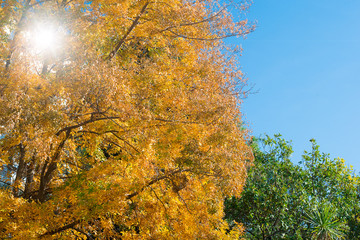 tree with yellow leaves, autumn day on a background of clean blue sky