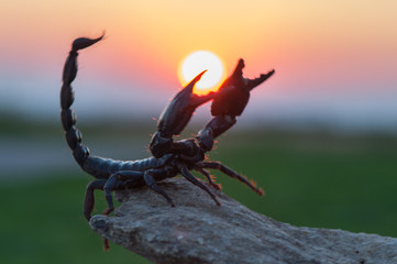 Emperor scorpion is a species of scorpion native to rainforests and savannas in West Africa. It is...