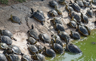 Lot of turtles sunbathing on the pond beach.