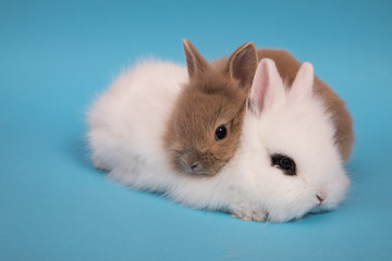 Little cute rabbits