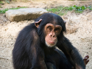 Chimpanzé