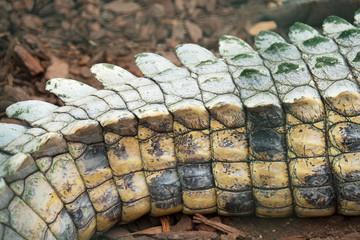Close-up view of Crocodile's tail in national zoo.