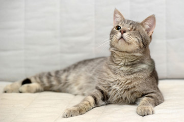 one-eyed cat disabled in a shelter