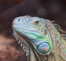 Portrait view of Common green iguana.
