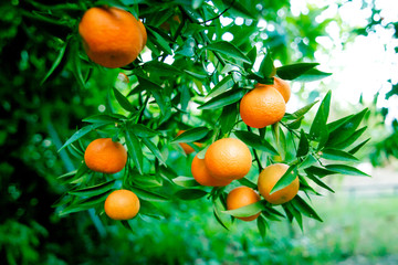 Ripe tangerines in the garden on a branch. Concept of natural fruits and citrus.