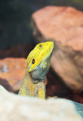 Portrait view of Inland bearded dragon.