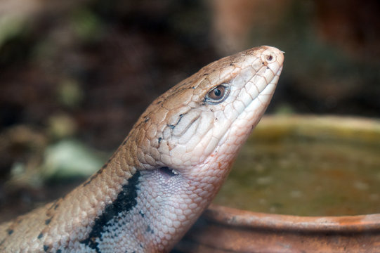 Portrait view of Blue-tongued lizard in zoo.