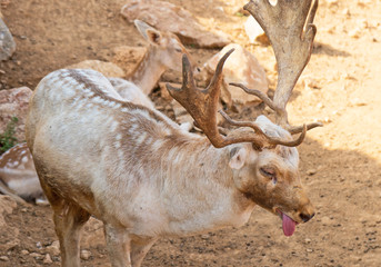 Deer suffers from heat in the national park.